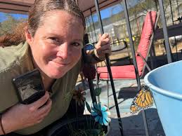 How did monarch butterflies get their name?