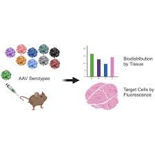 Image result for Blue 1997 AAV