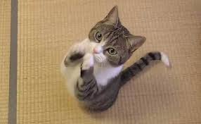 My elder sister always yells at me because i eat so 8) much/many food, but she has 9) no/any idea how hungry i am! How To Prevent Or Stop Your Cat From Begging For Food Modkat