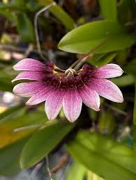 Image result for Bulbophyllum cochleatum