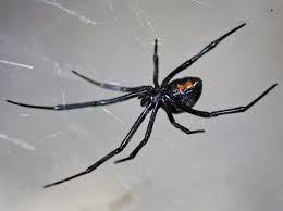 Identify black widow spider bites. Latrodectus Wikipedia