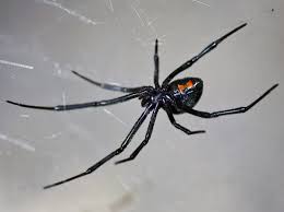 Black widows thrive in temperate climates, so they are most common in the south and western regions of the united states. Latrodectus Wikipedia