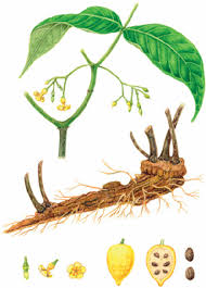 Image result for Tabernanthe