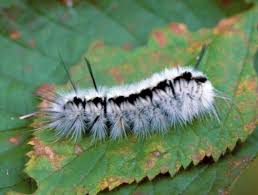 For more than 95 years, caterpillar inc. Fuzzy Fall Visitors Caterpillars That Attract Attention And Could Cause Needless Concern Gardening In Michigan