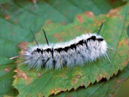 M, in the form of this combination is reminiscent of the eyes. Fuzzy Fall Visitors Caterpillars That Attract Attention And Could Cause Needless Concern Gardening In Michigan