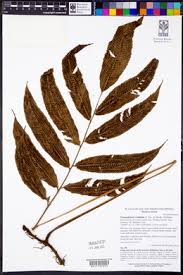 Image result for Menisorus pauciflorus