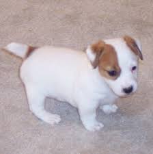 Shorty Jacks By Dyas Farms Jack Russell Terrier Puppies Jack Russell Puppies Jack Russell Terrier