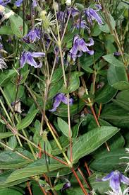 Image result for Clematis uhehensis
