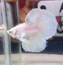 Live Betta Fish Halfmoon Dumbo Ear A Pair Betta Fish Betta Dumbo Ears