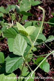 Image result for Macroptilium atropurpureum