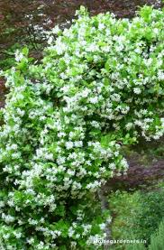 How To Grow And Care For Jasmine Plant Home Gardeners Jasmine Plant Garden Patio Furniture Plants