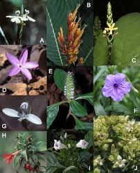 Image result for Kyllinga robinsoniana