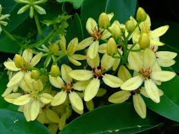 Image result for Tristellateia