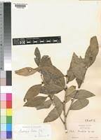 Image result for Scolopia stolzii