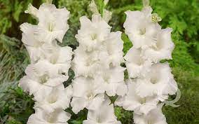 Pin On Flowers Gladiolus