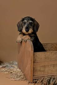 Cute Wirehaired Dachshund Dachshund Breed Wire Haired Dachshund Dog Breeds