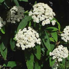 Image result for Rhabdophyllum