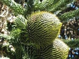 This is the perfect platform for you to choose your monkey puzzle of diverse styles for various occasions. Monkey Puzzle Taste Test Youtube