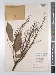 Image result for Sorindeia katangensis