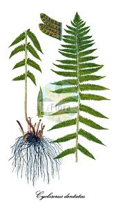 Image result for Thelypteridaceae