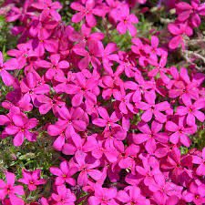 This plant will provide nectar and pollen for bees and the many other types of pollinating insects. Naturagart Shop Teppich Phlox Karminrot Online Kaufen