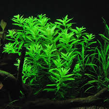 Image result for Limnophila bangweolensis