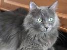 Russian Blue Cats | Russian Blue Cat Breed Info & Pictures ...