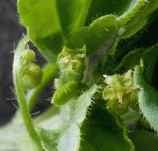 Image result for Acalypha sonderiana