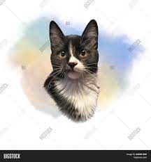 Check spelling or type a new query. Cute Black White Cat Image Photo Free Trial Bigstock