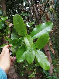 Image result for Beilschmiedia michelsonii
