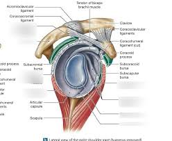 In this episode of eorthopodtv, orthopaedic surgeon randale c. Lateral View Of The Right Shoulder Joint Diagram Quizlet