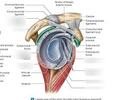 Hi, good explanation right there! Lateral View Of The Right Shoulder Joint Diagram Quizlet