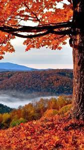 20 Fall Foliage Wallpaper Phone Backgrounds Hd Image For Iphone Android Mobile Free Download Beautiful Wallpapers For Iphone Fall Wallpaper Fall Foliage