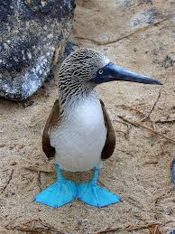 Bird With Blue Feet Galapagos Pin On Birds