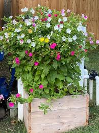 Oval glass dome for clock display flowers protect antiques watch display vintage. Kaleidoscope Four O Clock Seeds And Plants Annual Flower Garden At Burpee Com
