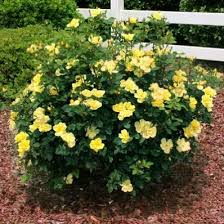 I did, however, watch my mother prune her weeping rose bushes (about 50 of. 52 Best Knockout Roses Tree Bush Ideas Knockout Roses Plants Planting Flowers