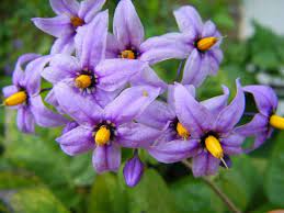 Flowers For Flower Lovers Bitter Sweet Flowers Pictures Nightshade Flower Flower Pictures Flower Lover