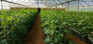 15 ألف بيت للزراعة المحميـــــة تحقق الاكتفاء الذاتي من الخضــراوات محليات أخرى الإمارات اليوم