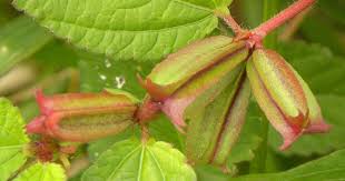 Image result for Corchorus aestuans