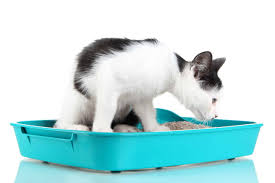 Kum Kabi Icin En Ideal Yerler Kedi9 Com