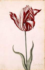 Ode To The Bulb An Abbreviated Tulip History Vintage Botanical Prints Botanical Flowers Botanical Prints