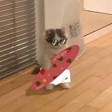 We did not find results for: Cute Cat Memes Cute Memes Cat Icon