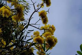 Image result for Bignoniaceae