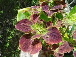 Image result for Coleus cylindraceus