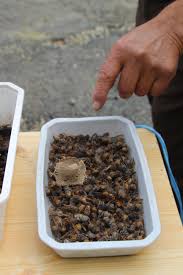 Quels sont les éléments pris en compte pour calculer le tarif de destruction d'un nid de frelon asiatique ? Destruction De Nids De Frelons Asiatiques En Sarthe Aussi Inutile De Composer Le 18 Mais Il Y A D Autres Solutions Les Nouvelles De Sable