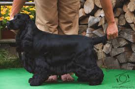 Image result for anglický kokršpaněl