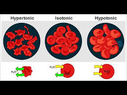 We did not find results for: Biology Plantphysiology Tonicity How Do Cells React In Different Types Of Solution Youtube