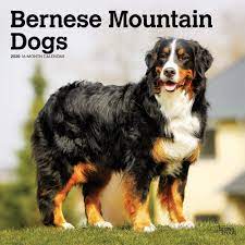 Stellen sie kostenlos ihre hundezucht vor. Bernese Mountain Dogs Berner Sennenhunde 2020 16 Monatskalender Mit Freier Dogdays App Original Browntrout Kalender Mehrsprachig Kalender Wall Kalender Amazon De Browntrout Publisher Bucher