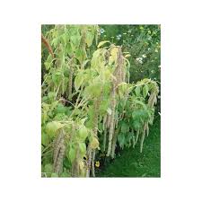 Graines Bio D Amaranthe Queue De Renard Blanche