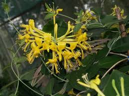 Image result for Lonicera